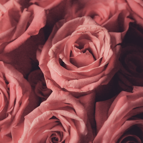 Red Roses Dubai