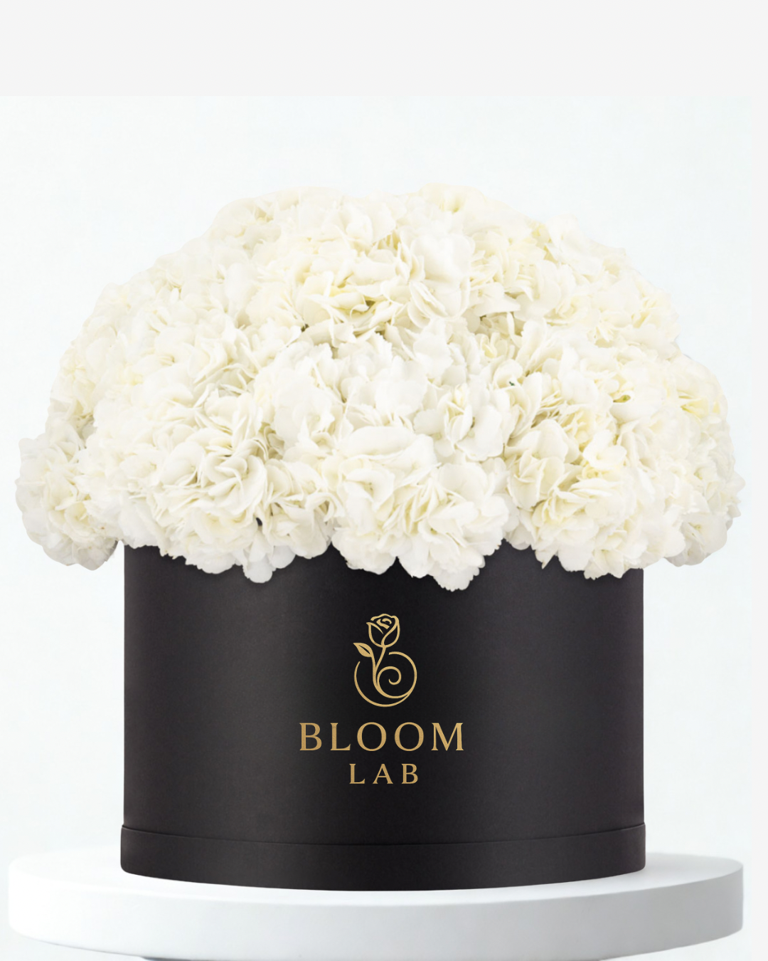 Hydrangea - Snowfall Symphony