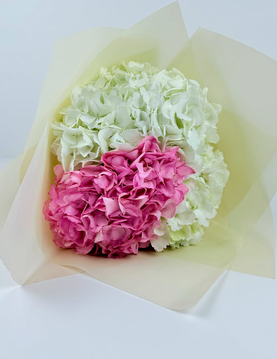 3 hydrangeas pink and white-free flower delivery in Dubai- Bloom Lab