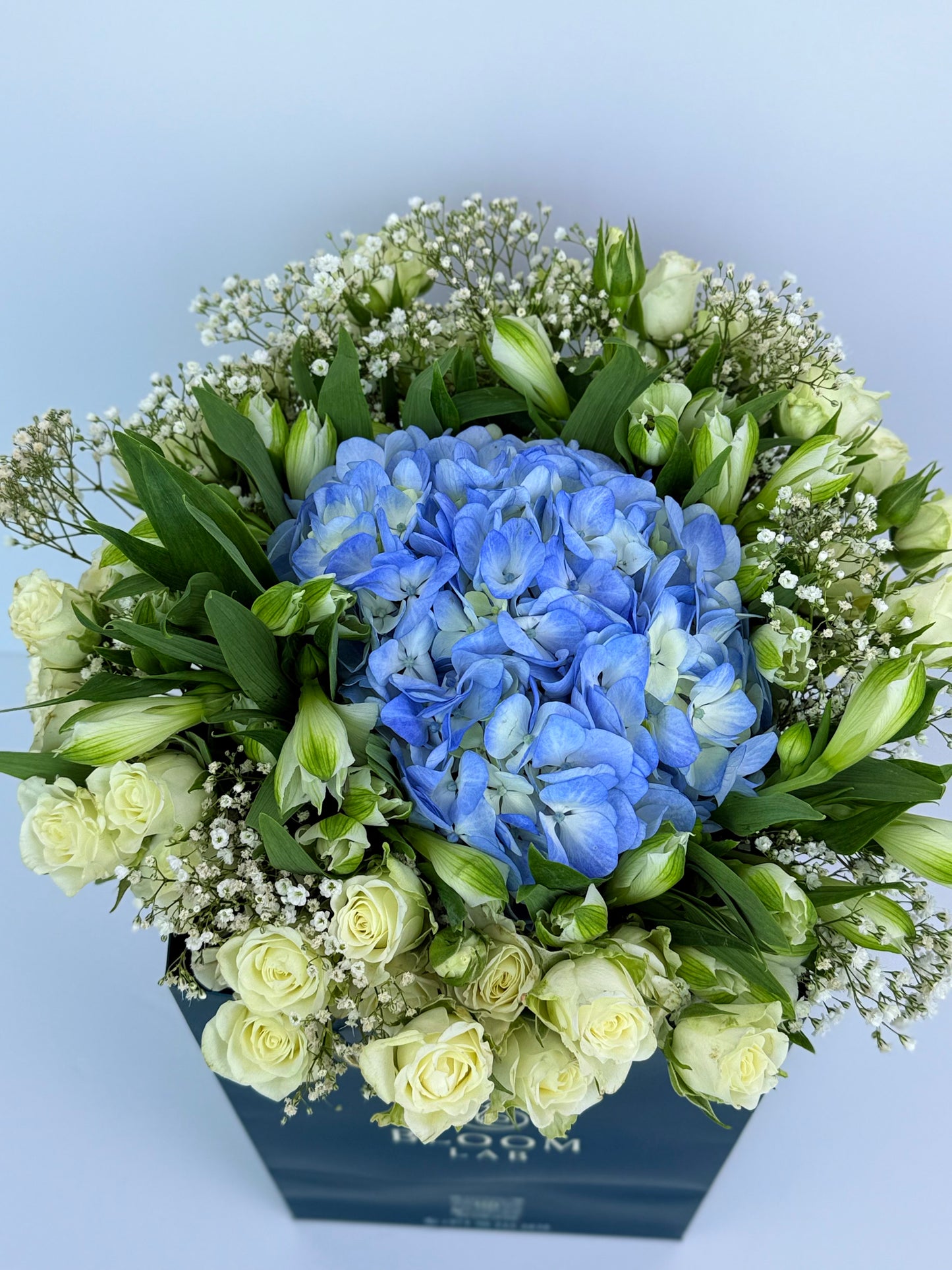 Blue Hydrangea Dream