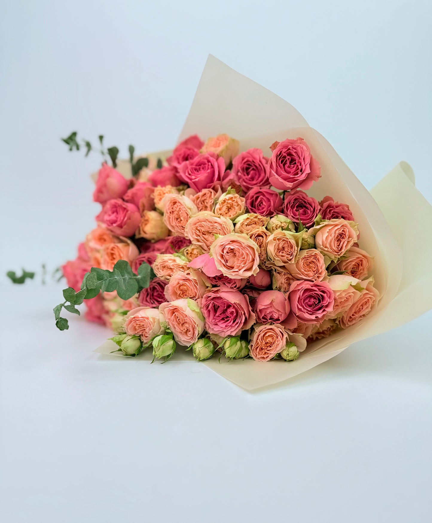 Peach & Pink Spray Rose