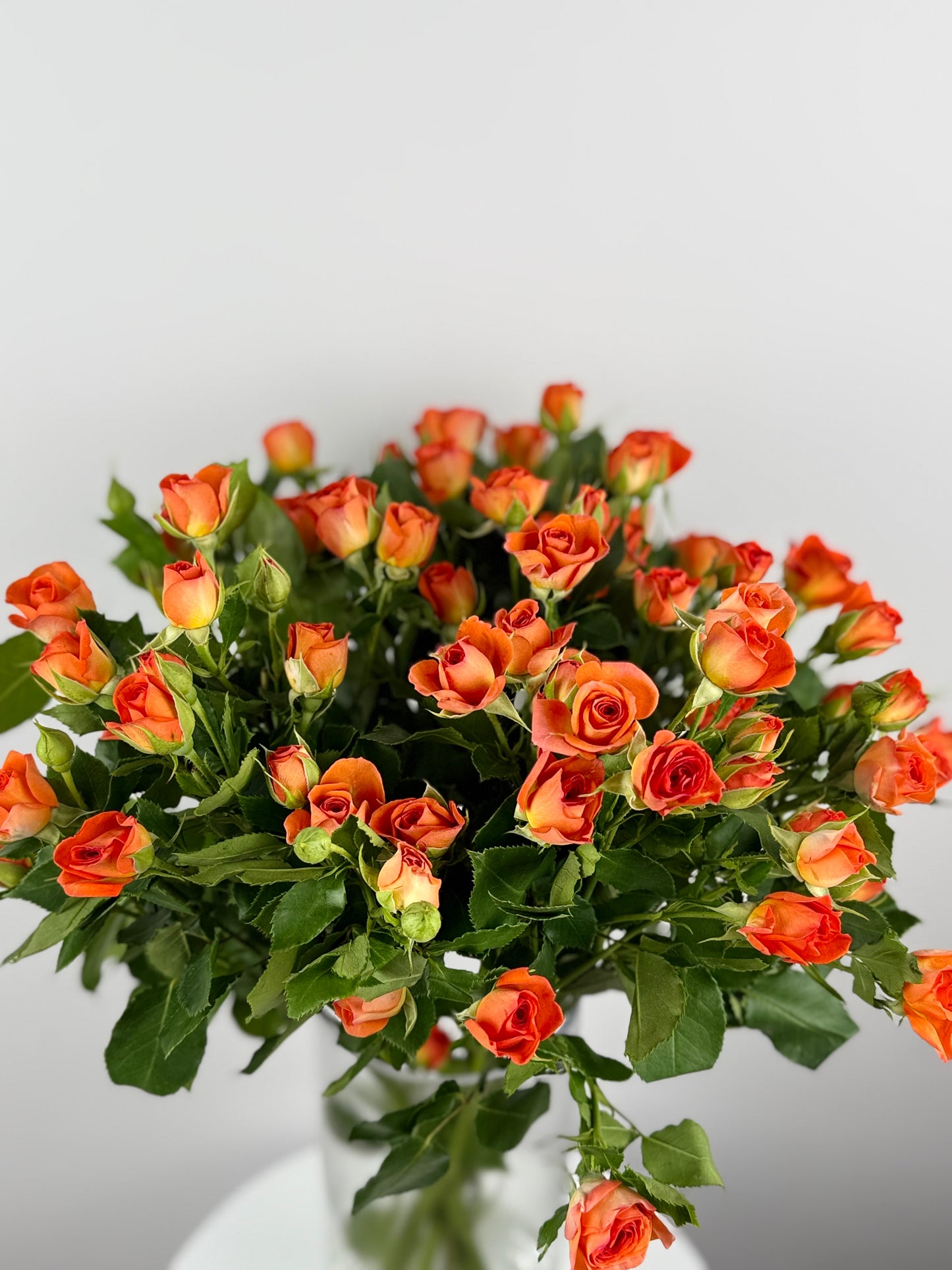 Orange Spray baby roses