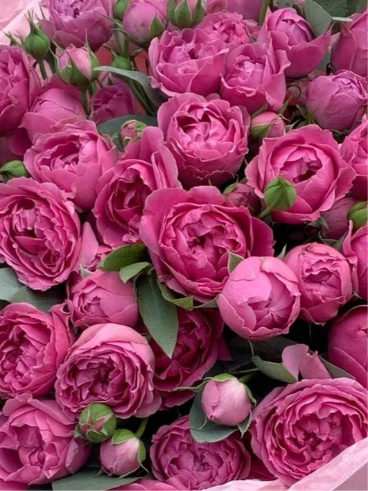 Love spray peony’s